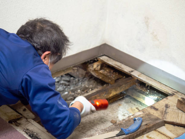 Best HVAC Mold Remediation in Harbor Beach, MI