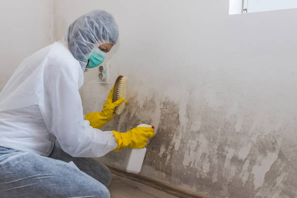 Best Black Mold Remediation in Harbor Beach, MI