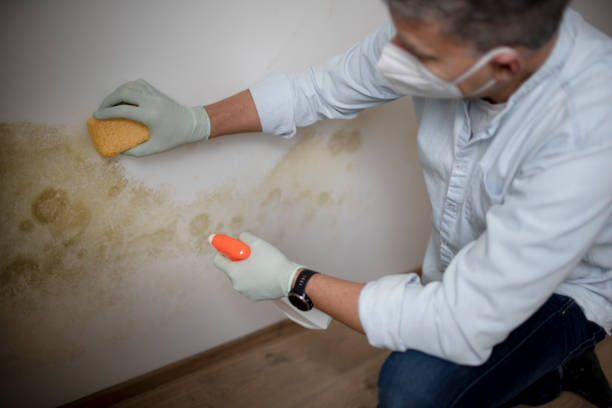 Best Commercial Mold Remediation in Harbor Beach, MI