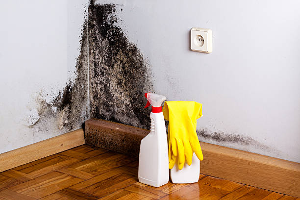 Best Kitchen Mold Remediation in Harbor Beach, MI